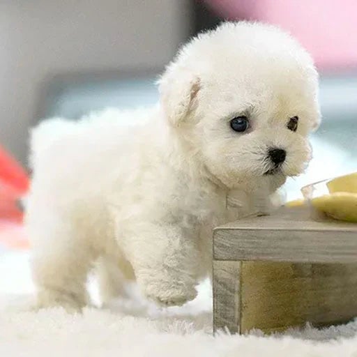 Interactive Plush Dog Toy For Children