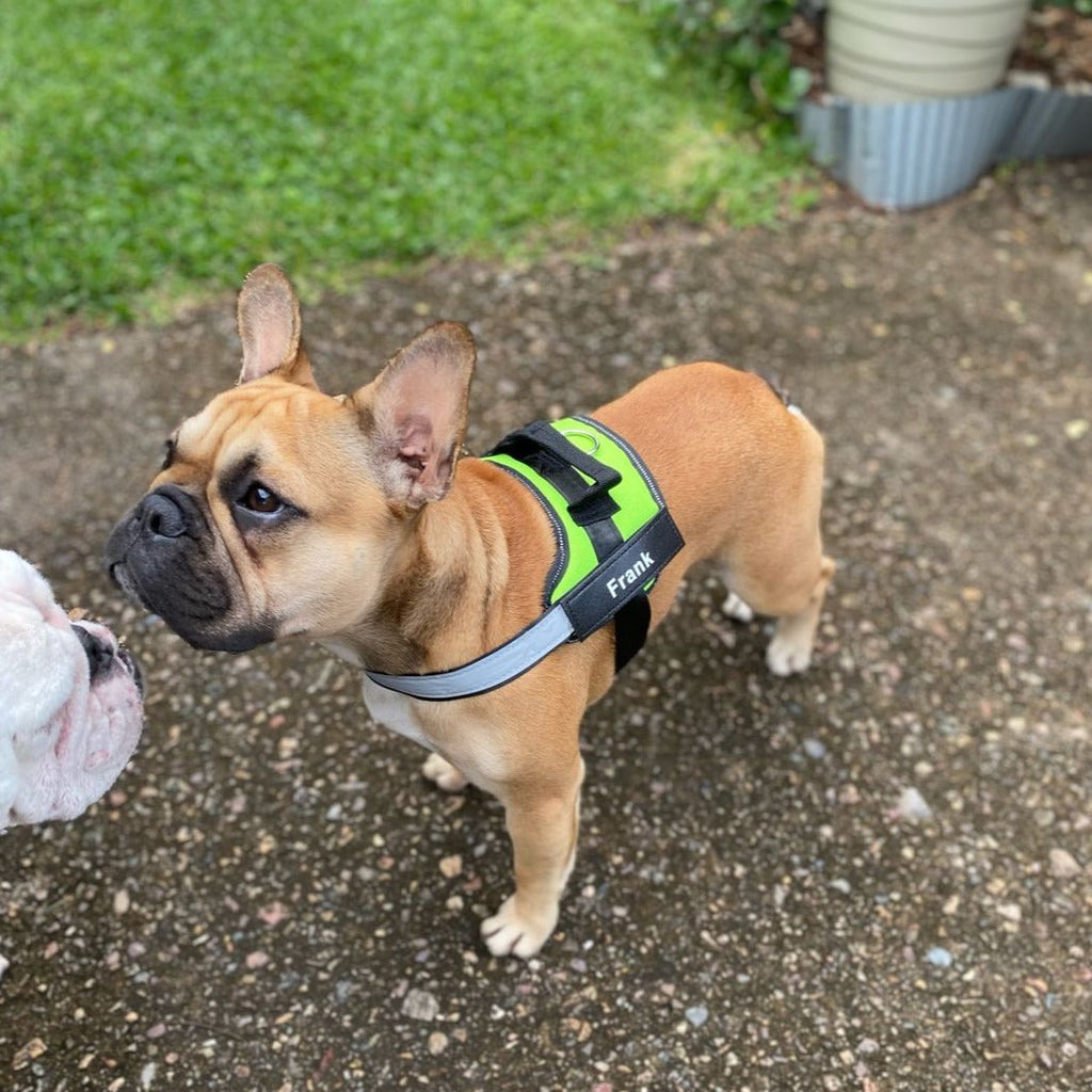 Personalized No-Pull Dog Harness  Waterproof, Reflective & Customizable