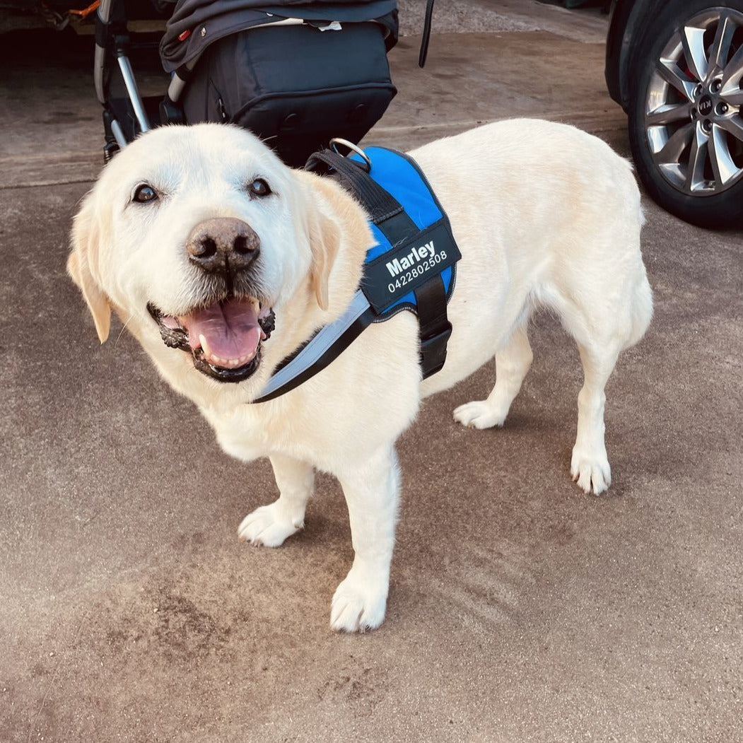Personalized No-Pull Dog Harness  Waterproof, Reflective & Customizable