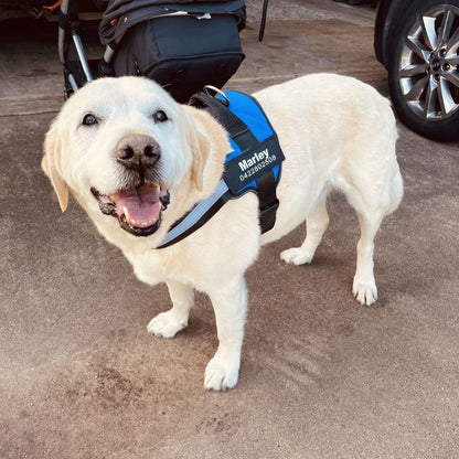 Personalized No-Pull Dog Harness  Waterproof, Reflective & Customizable