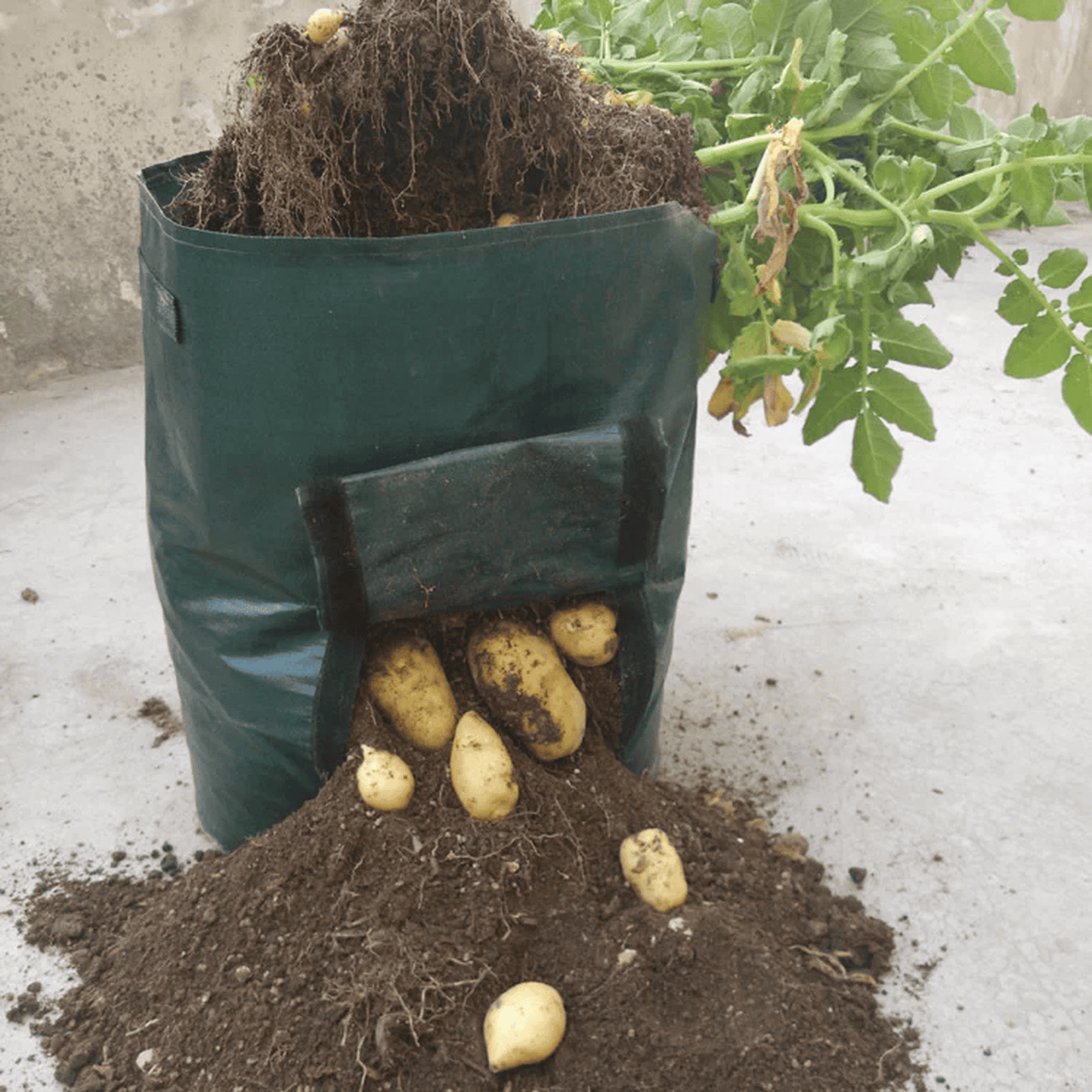 Reusable Potato Planting Bag with Viewing Window