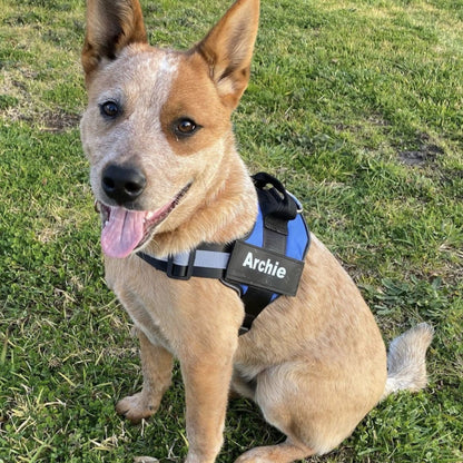 Personalized No-Pull Dog Harness  Waterproof, Reflective & Customizable