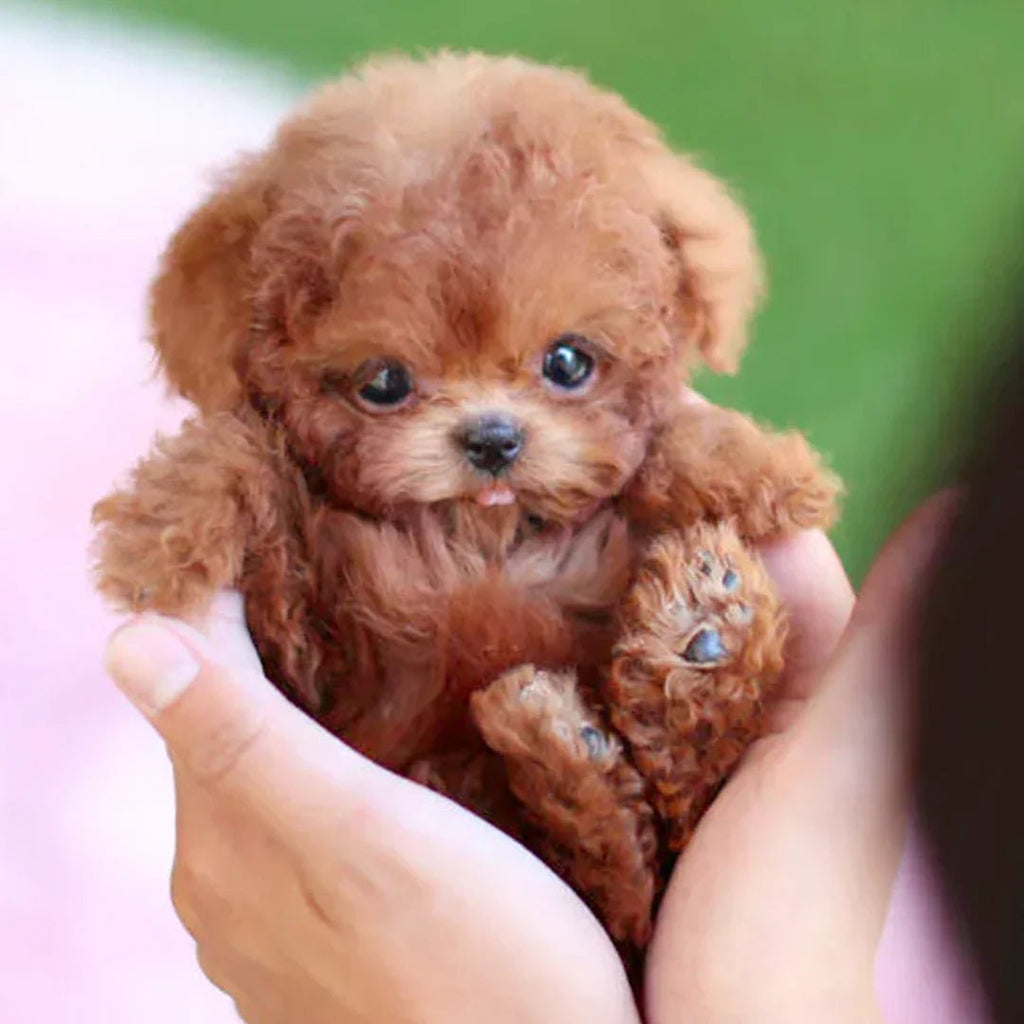 Jouet interactif en peluche pour chien pour enfants