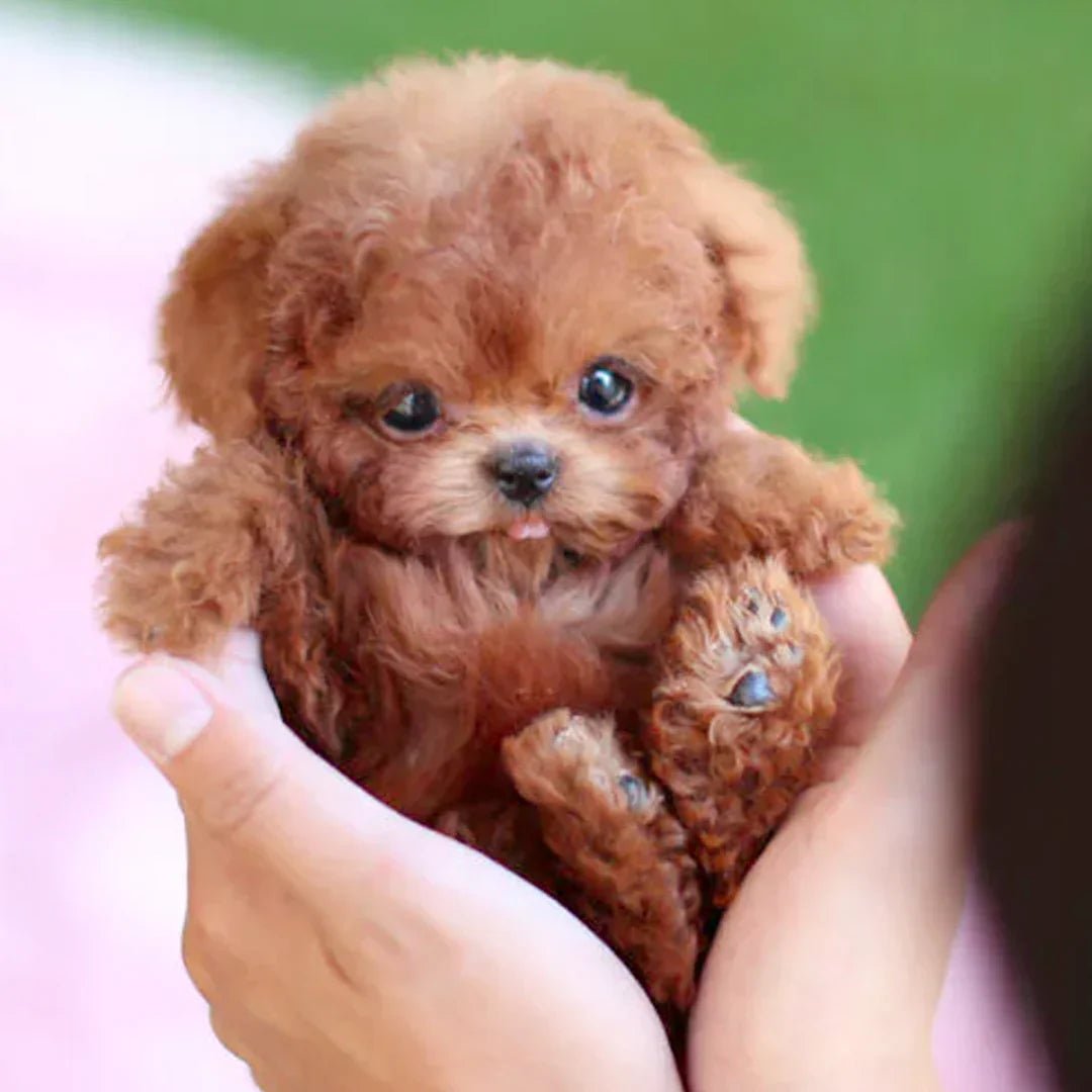 Interactive Plush Dog Toy For Children