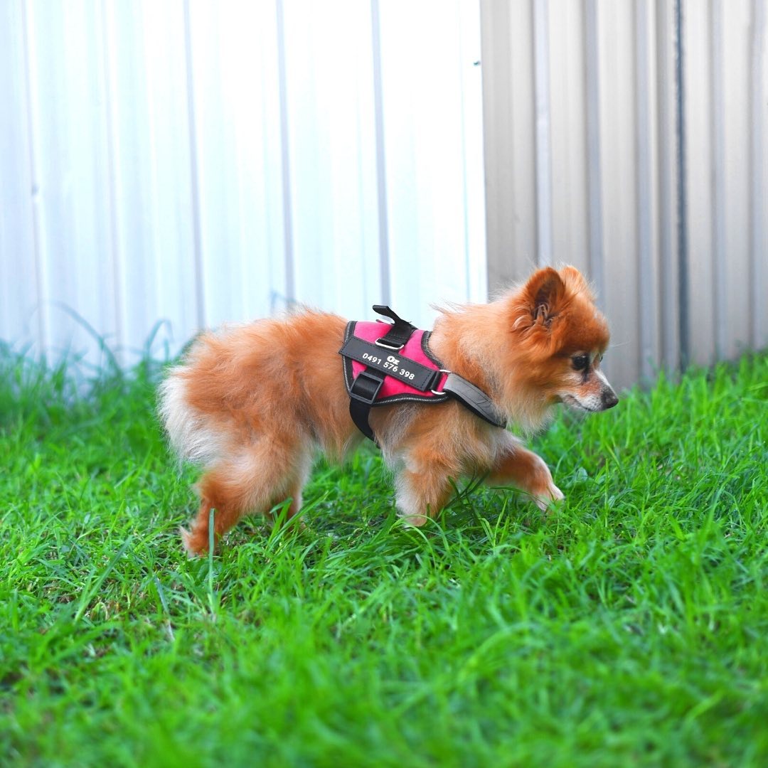Personalized No-Pull Dog Harness  Waterproof, Reflective & Customizable