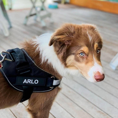 Personalized No-Pull Dog Harness  Waterproof, Reflective & Customizable