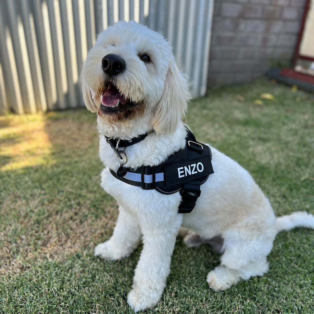 Personalized No-Pull Dog Harness  Waterproof, Reflective & Customizable