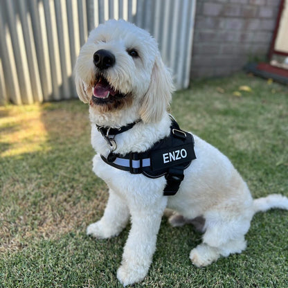 Personalized No-Pull Dog Harness  Waterproof, Reflective & Customizable