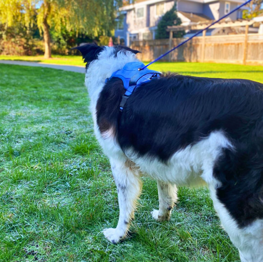 3 in 1 Dog Harness with Built-In Leash