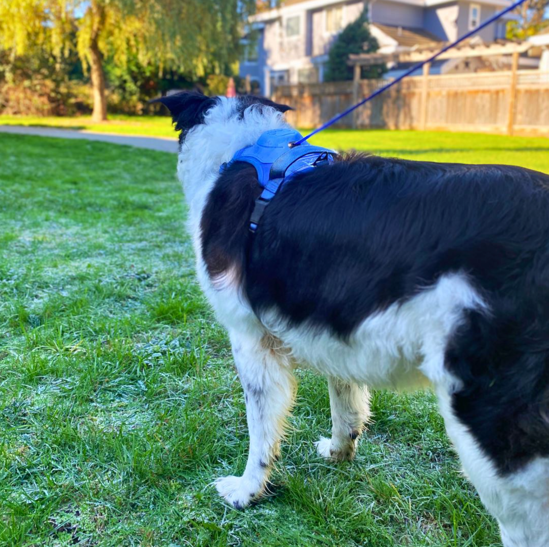 3 in 1 Dog Harness with Built-In Leash