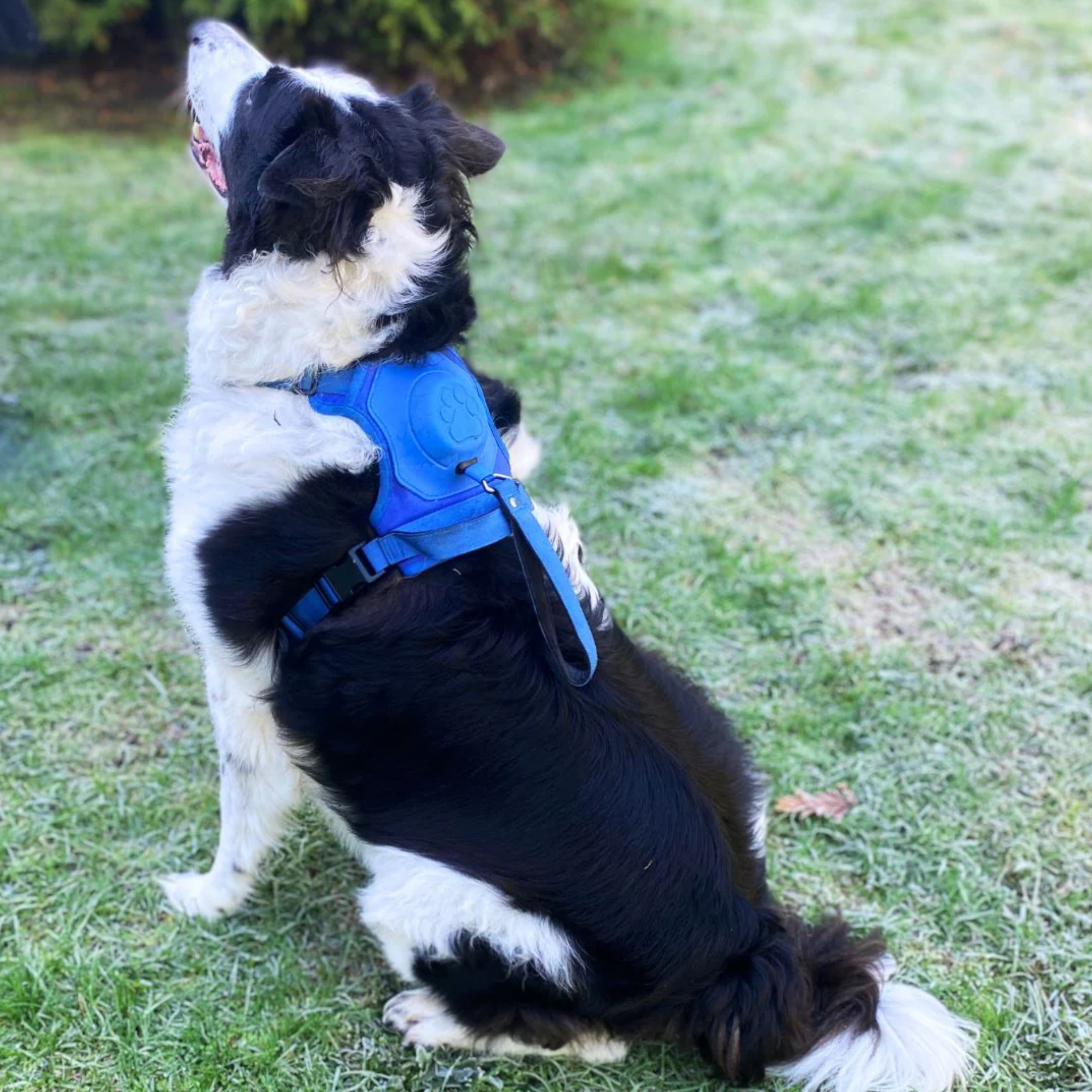 3 in 1 Dog Harness with Built-In Retractable Leash