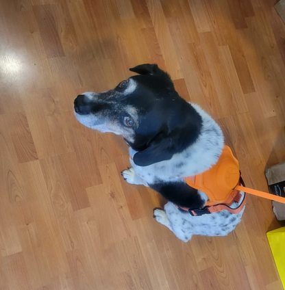 3 in 1 Dog Harness with Built-In Retractable Leash