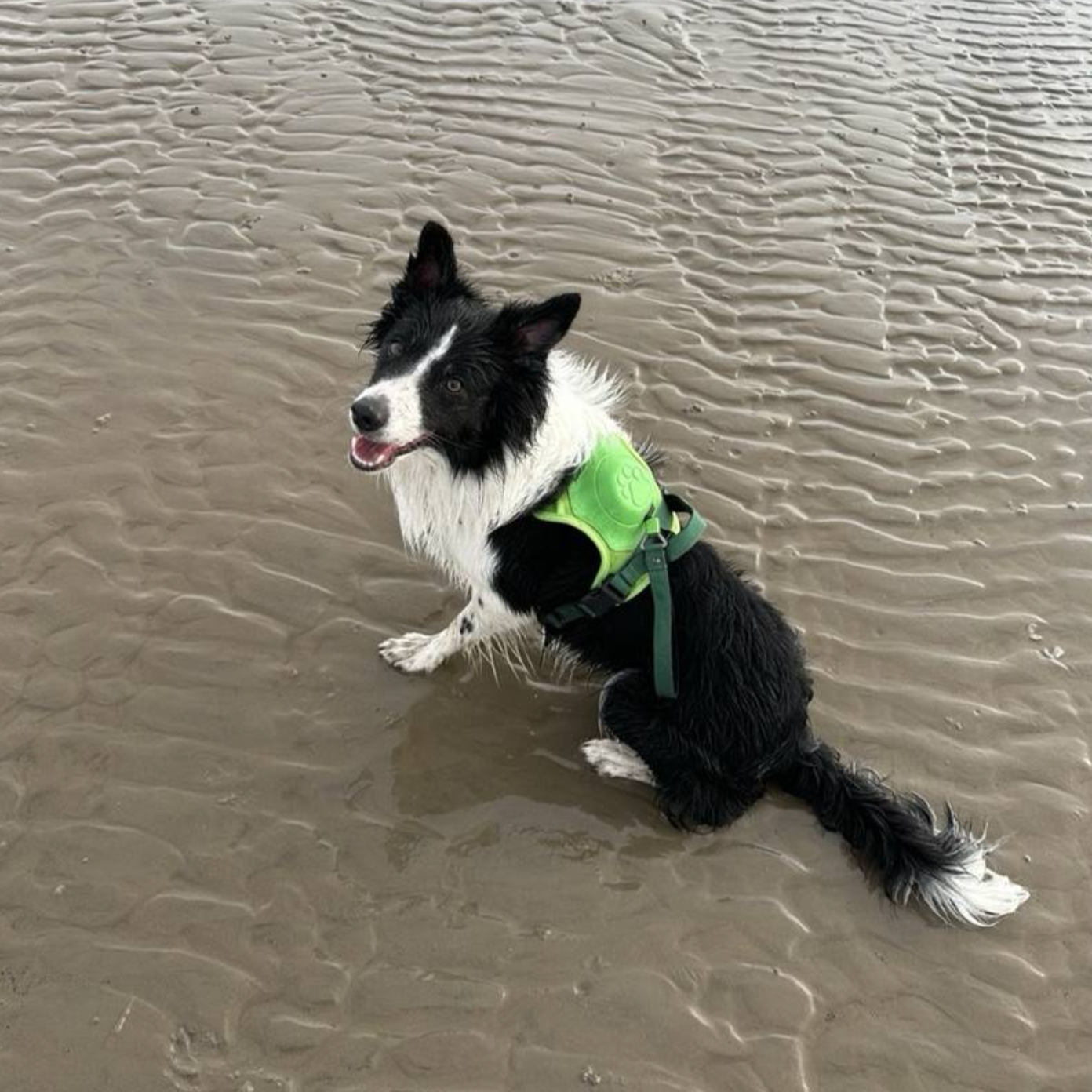 3 in 1 Dog Harness with Built-In Retractable Leash