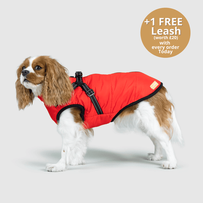 Doggy Kings 3-in-1 Jacket