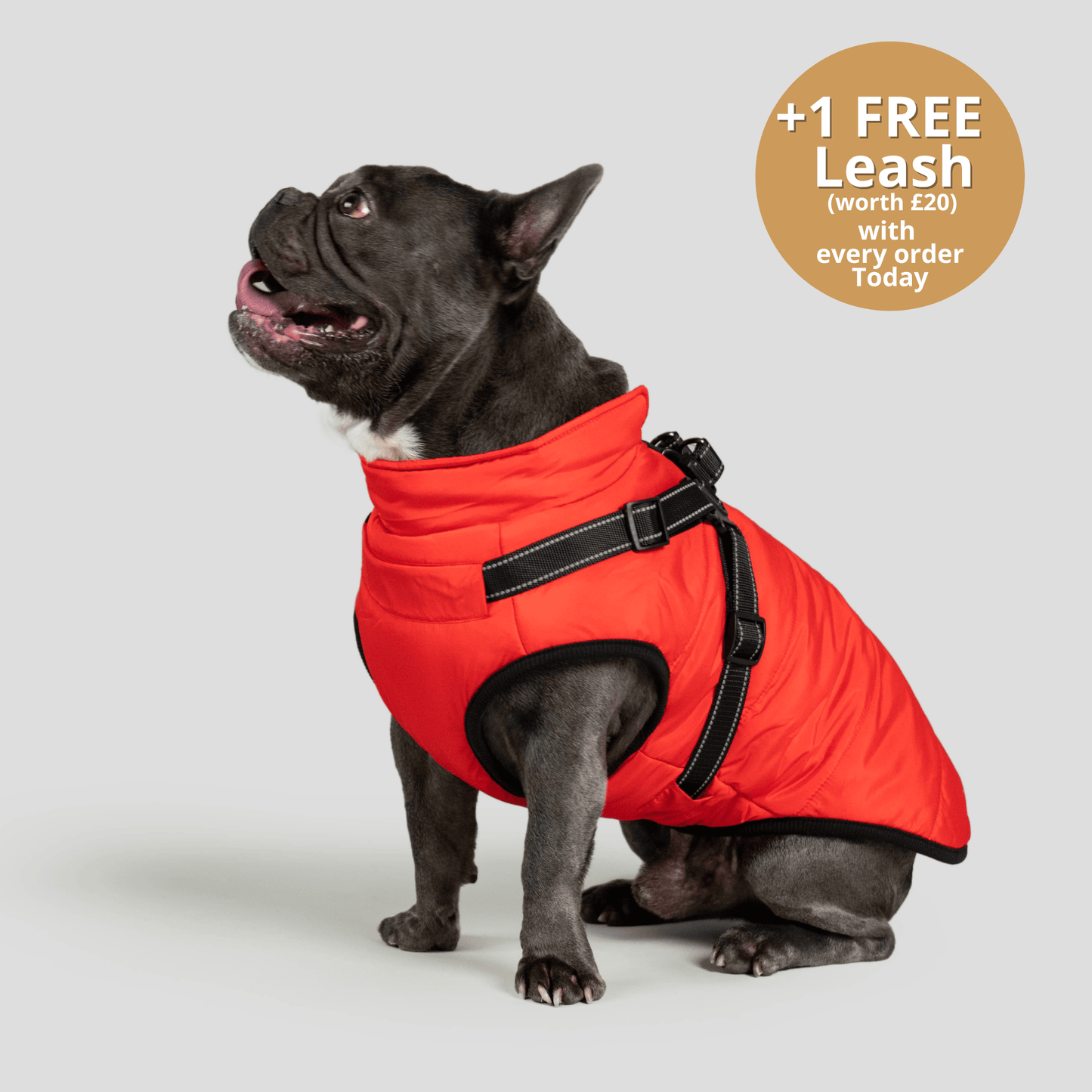 Doggy Kings 3-in-1 Jacket