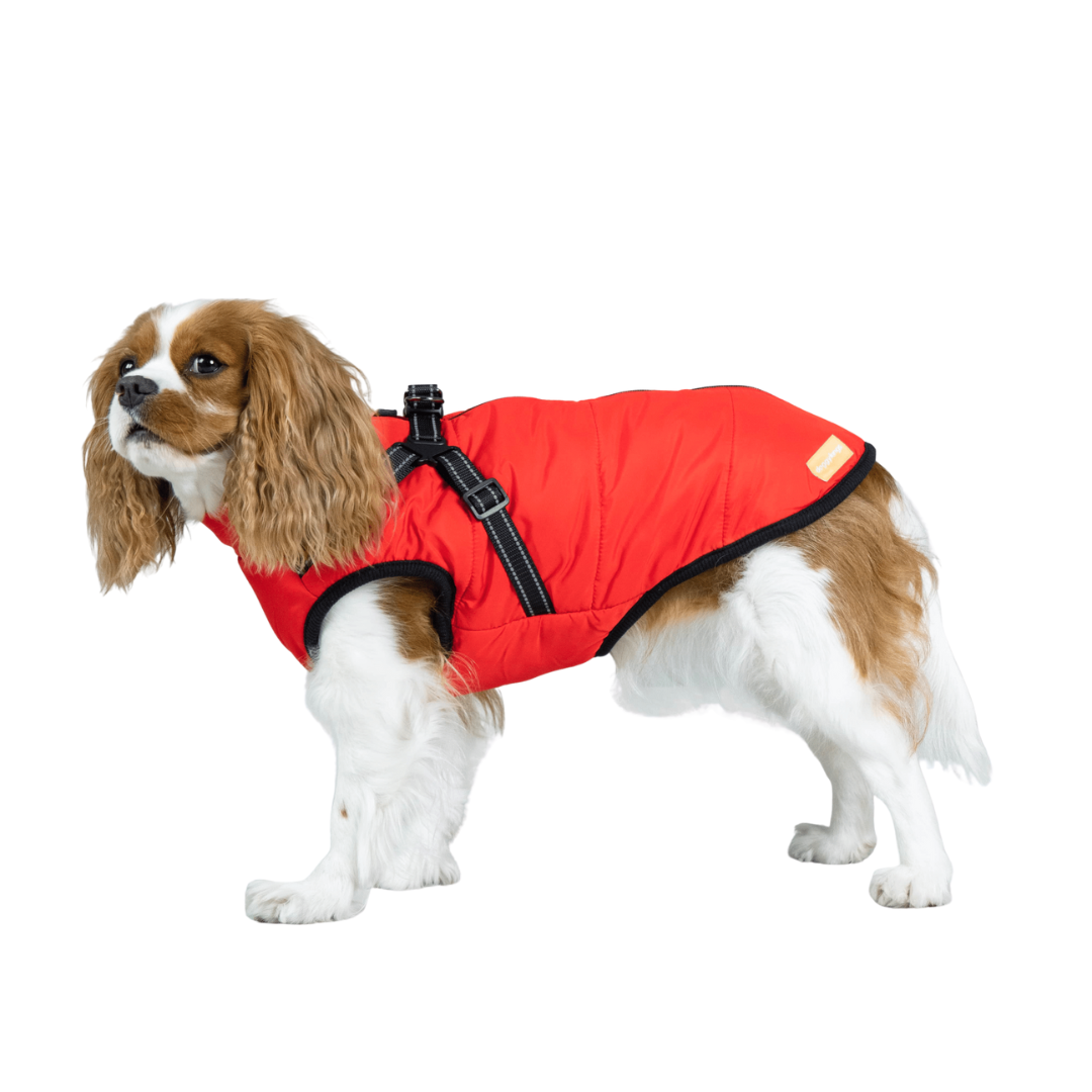 Doggy Kings 3-in-1 Jacket