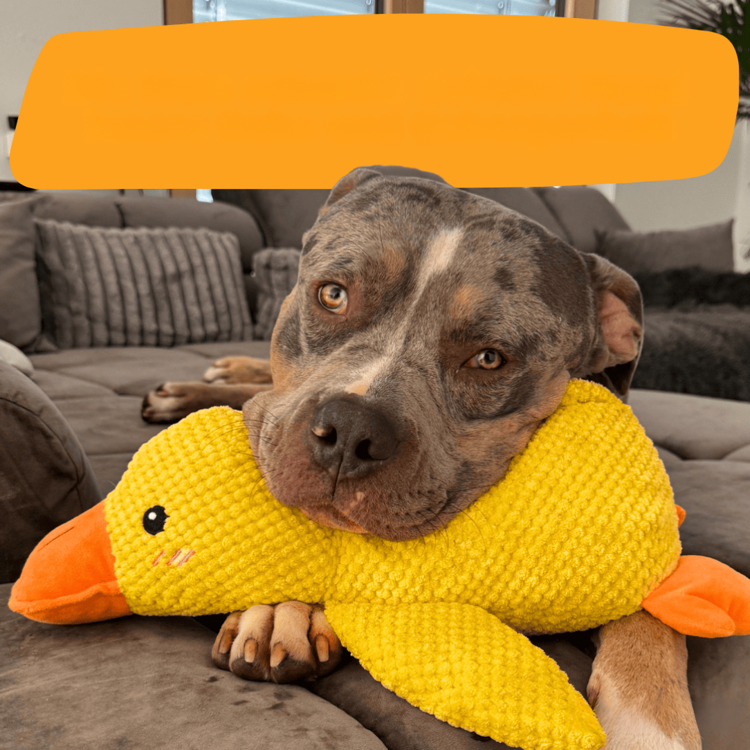 Jouet anti-stress en forme de canard pour chiens, compagnon de jeu apaisant et durable