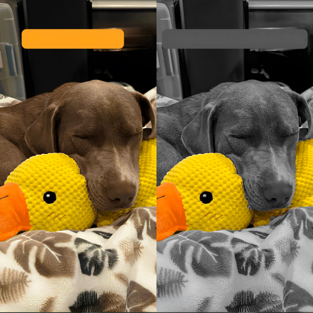 Jouet anti-stress en forme de canard pour chiens, compagnon de jeu apaisant et durable