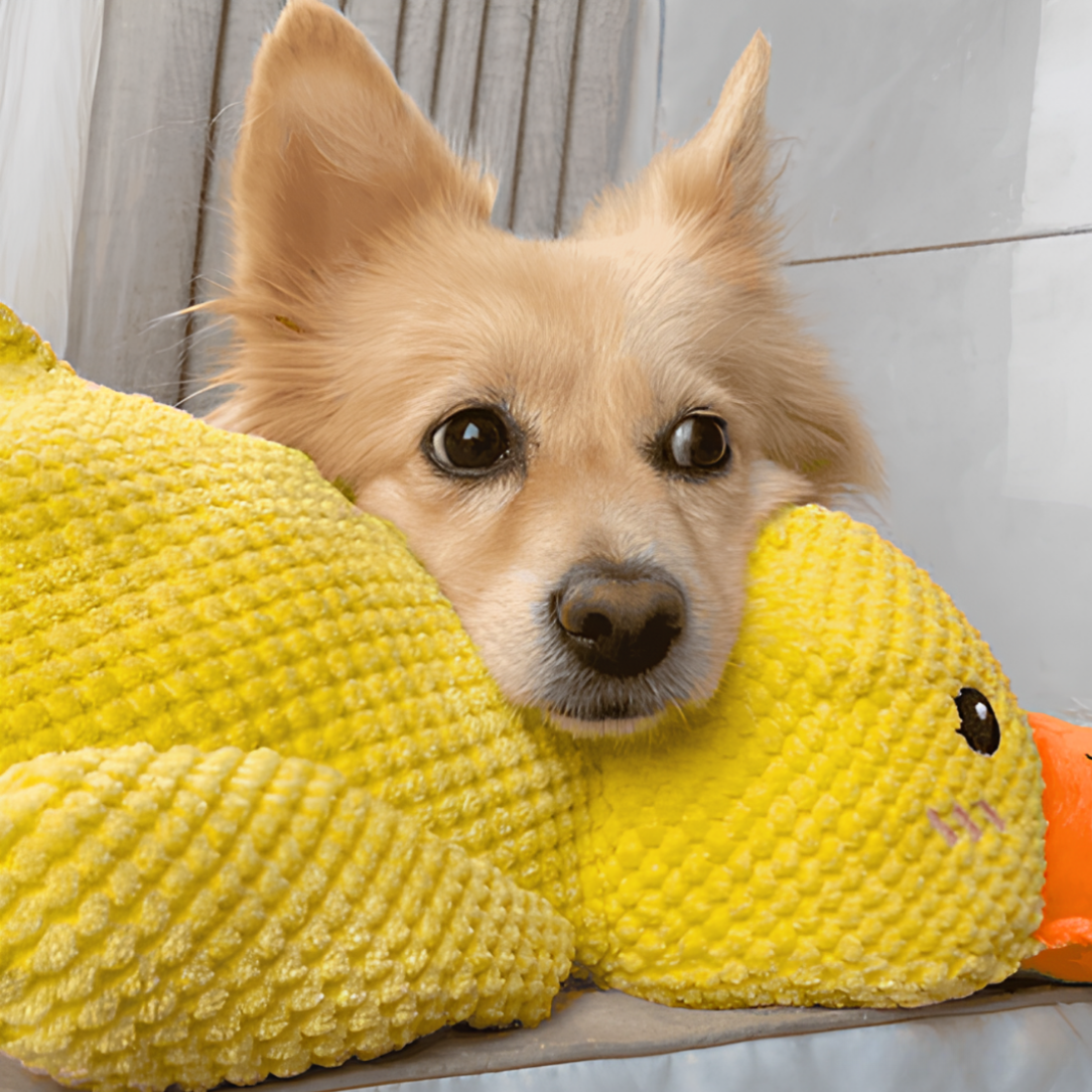 Jouet anti-stress en forme de canard pour chiens, compagnon de jeu apaisant et durable