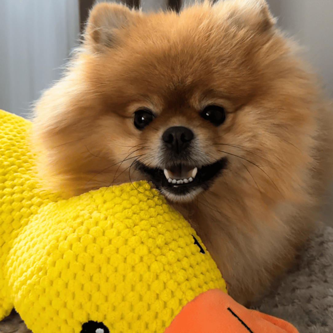 Jouet anti-stress en forme de canard pour chiens, compagnon de jeu apaisant et durable