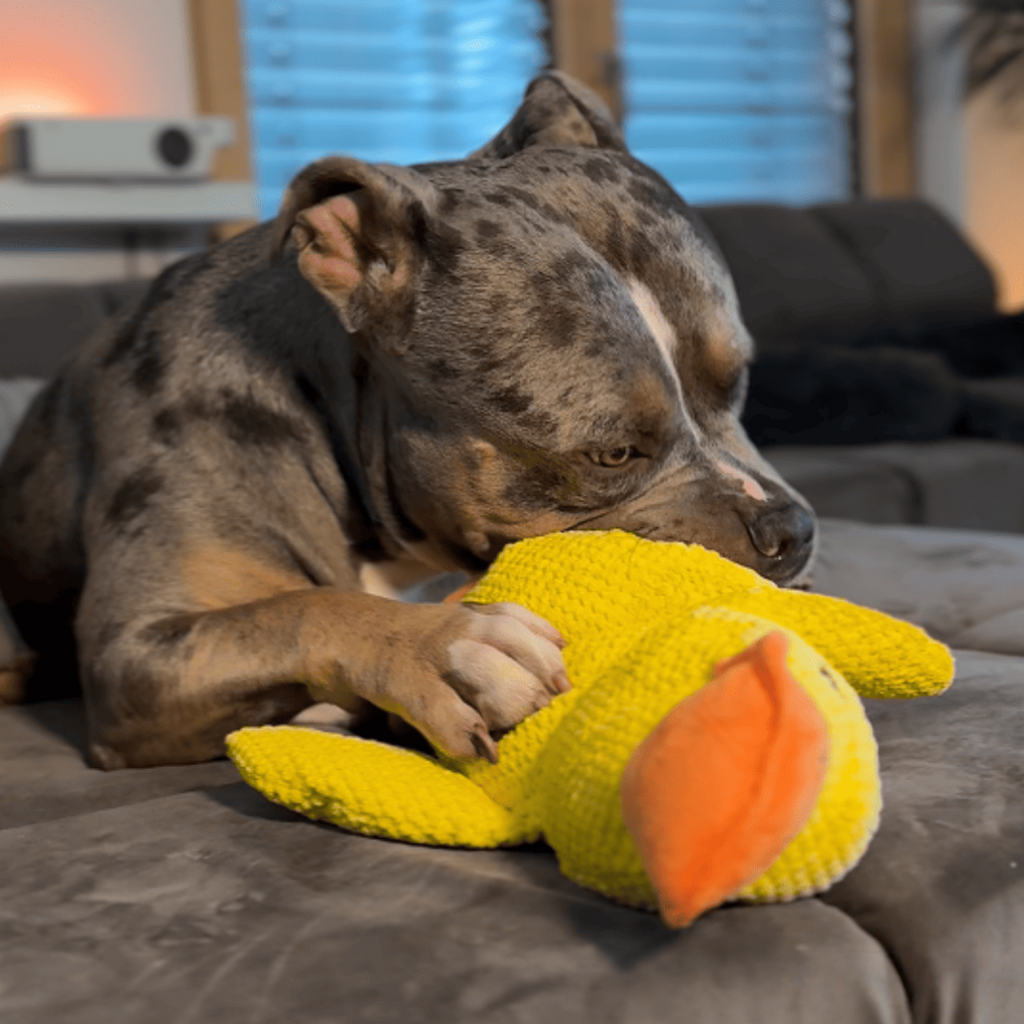 Jouet anti-stress en forme de canard pour chiens, compagnon de jeu apaisant et durable