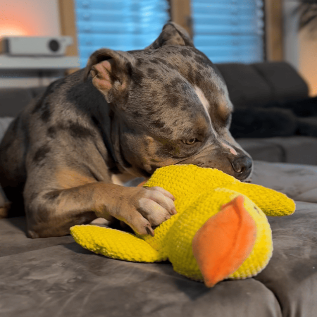Jouet anti-stress en forme de canard pour chiens, compagnon de jeu apaisant et durable